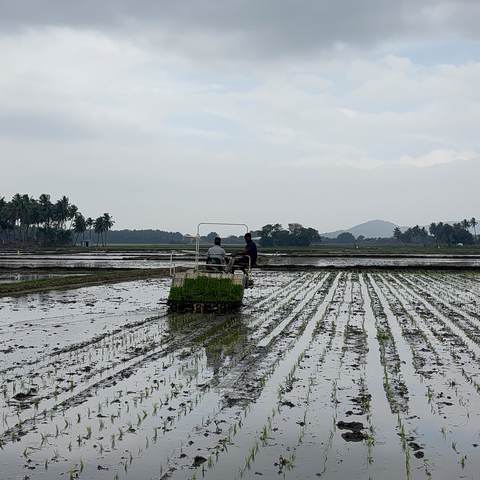 A wide flooded paddy field under an open sky.