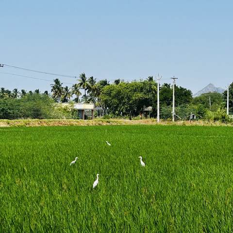 Green paddy in full tiller, egrets working the water between rows.