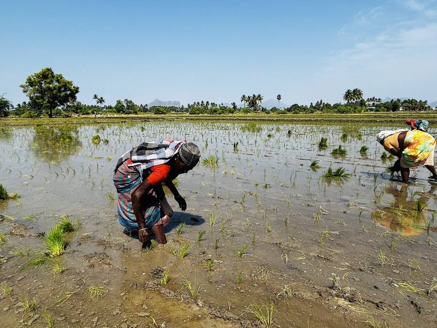 Where a machine cannot reach, transplanting is still done by hand.