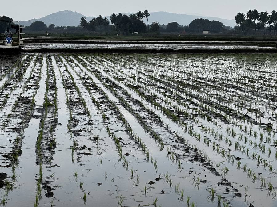 Newly transplanted rows, days after planting.