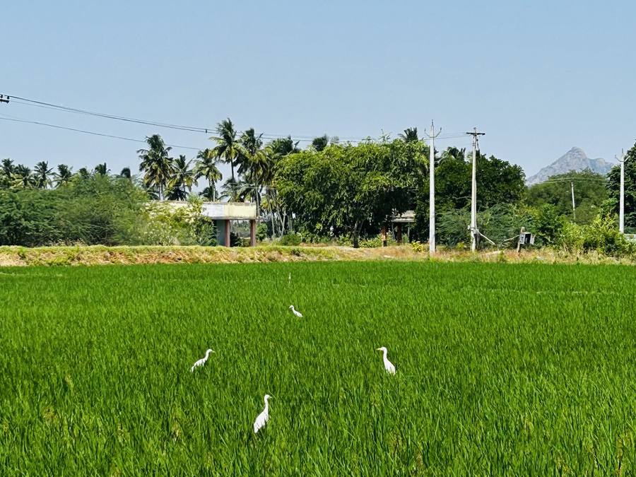 Green paddy in full tiller, egrets working the water between rows.