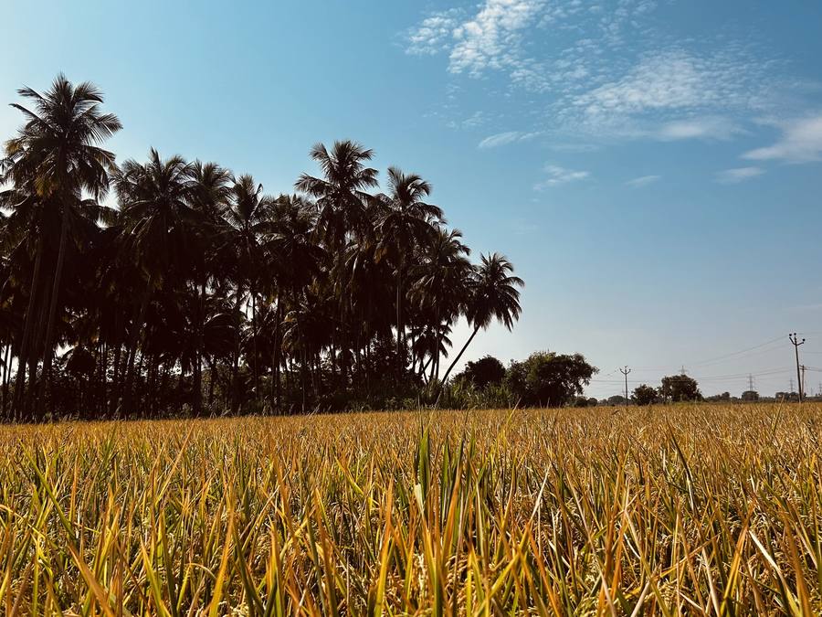 The crop at full ear, ready to turn.