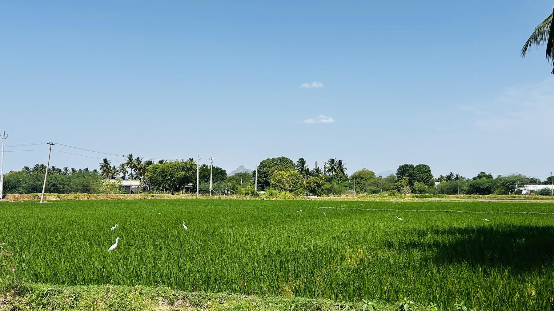 A green paddy field with egrets.