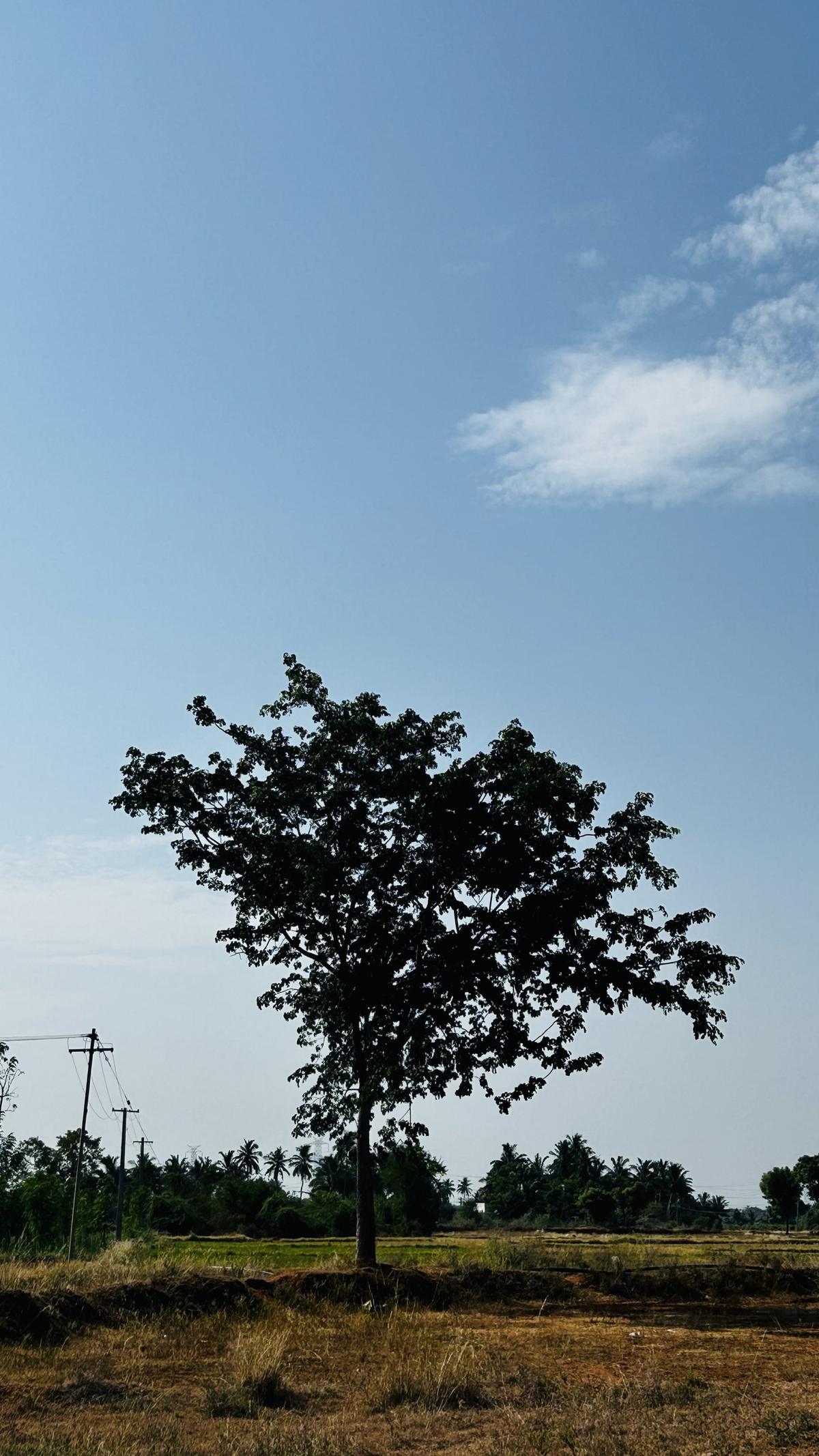 A single tree standing in open farmland under a wide sky.