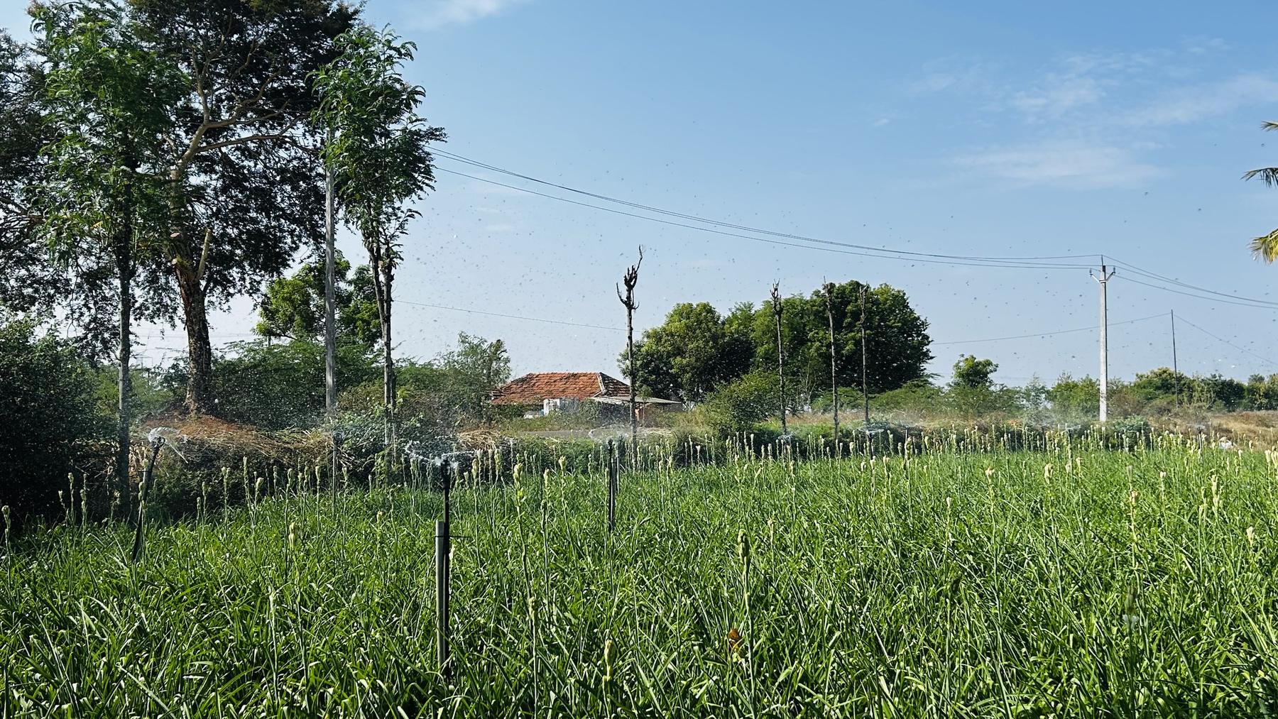 A green sugarcane crop under irrigation spray.