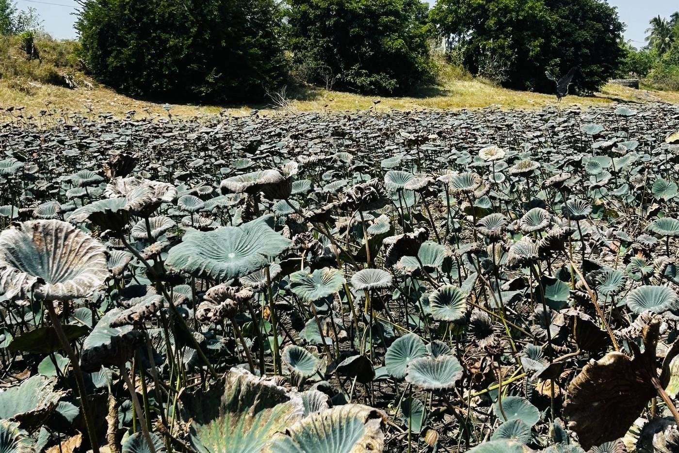 A dried tank bed, withered lotus leaves across cracked ground.