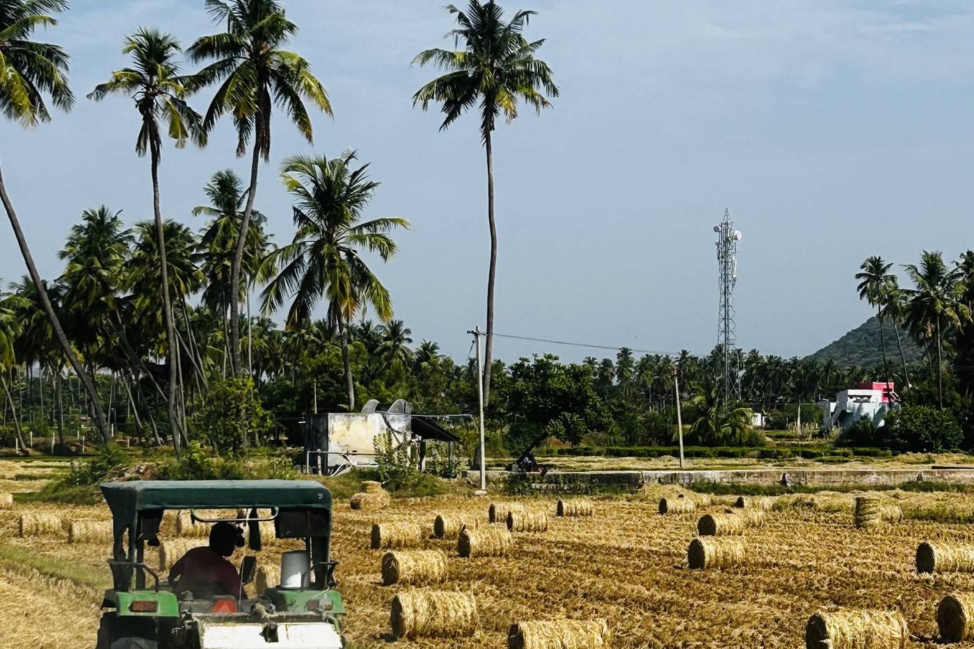 A baler working a harvested field, coconut palms behind.