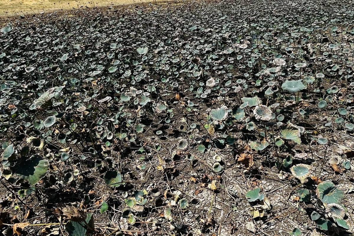 Cracked ground where a tank has run dry, lotus leaves collapsed.