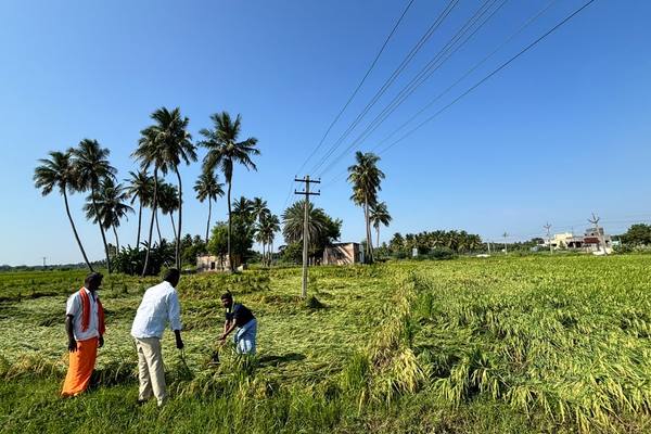 Farmers assessing a field lost to weather, days before the planned harvest.