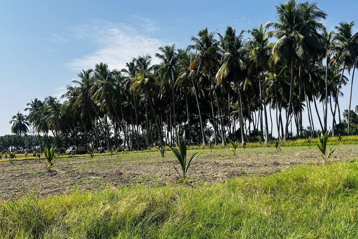 Young planting between established coconut.