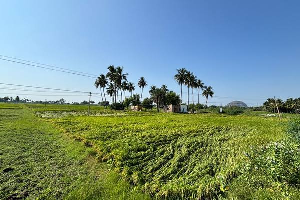 Paddy flattened by unseasonal wind and rain ahead of harvest, a growing risk as the climate turns erratic.