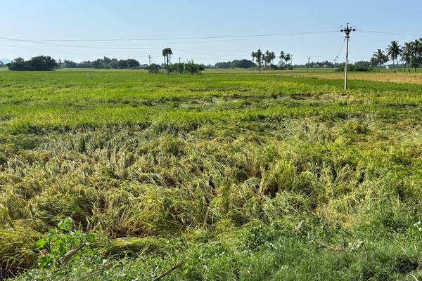 A lodged paddy field beside the hamlet, the standing crop beaten down before it could be cut.