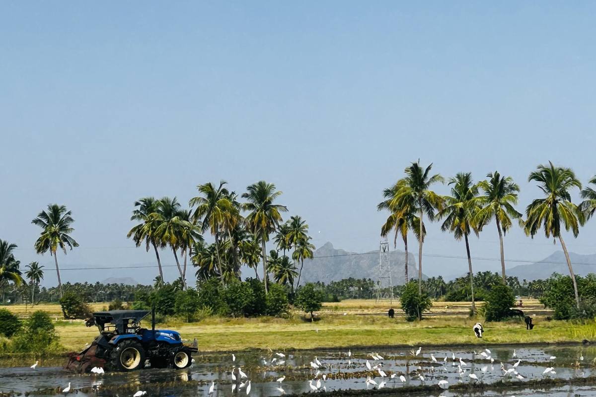 A paddy field bordered by palms, ready for harvest.