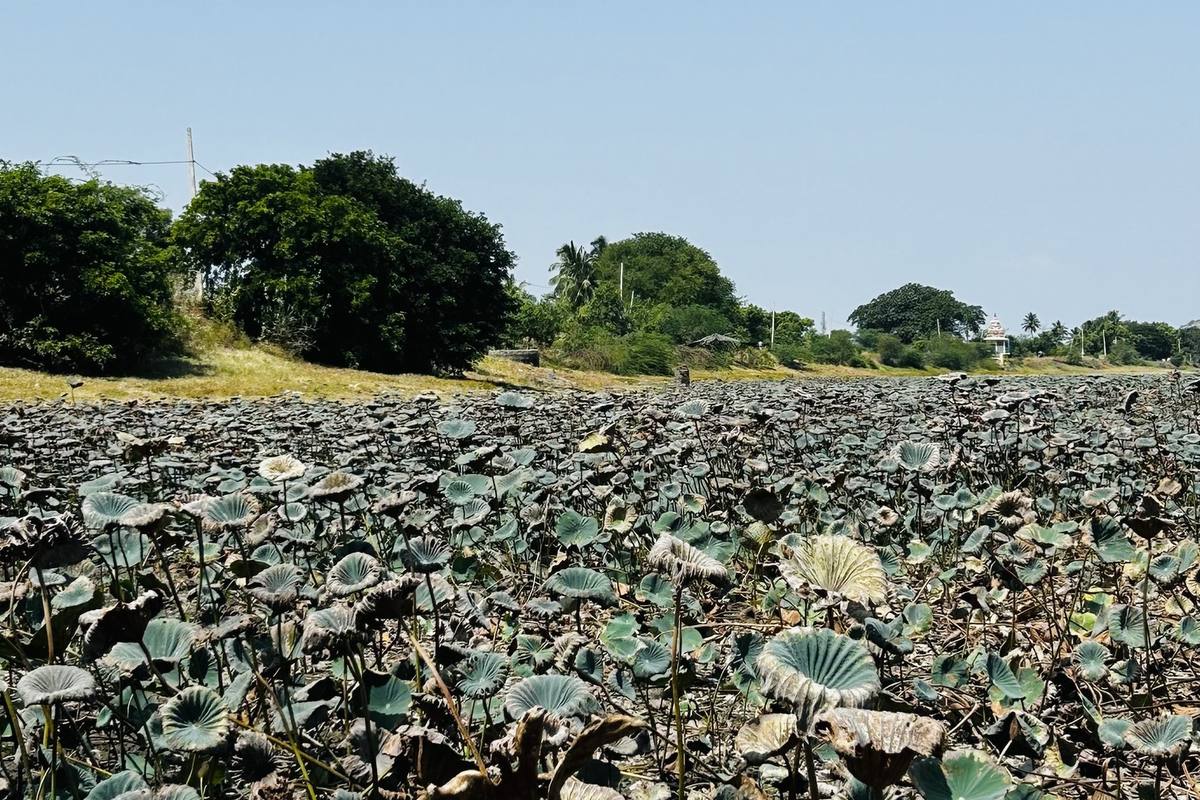 A tank bed dried by drought, lotus stalks withered.