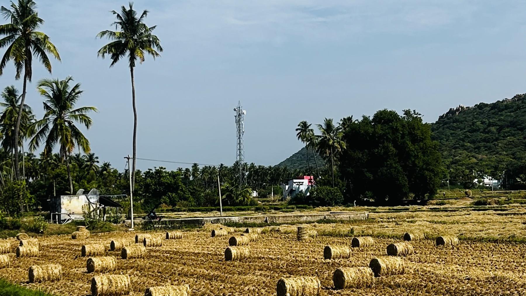 Young coconut saplings newly planted in a field, a farmer group at work in the background.